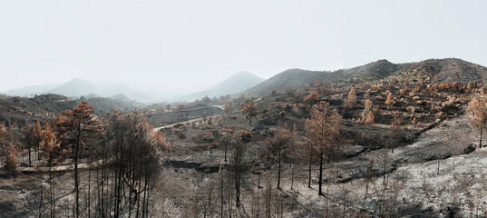 Desolate landscape showing the devastating aftermath of a wildfire near Arakapas village. Limassol...