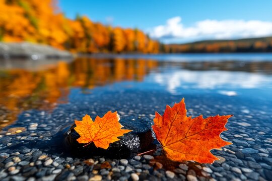 Autumn Photography Tips in Canada represented in a sleek infographic, focusing on capturing the vibrant colors and landscapes of Canadaâ€™s fall season