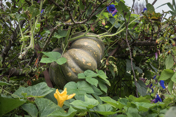A large pumpkin tangled in a tree