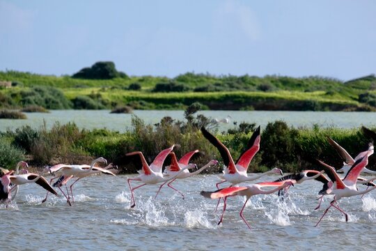 Flying Flamingos , Ria Formosa Natural Park, Algarve, Portugal