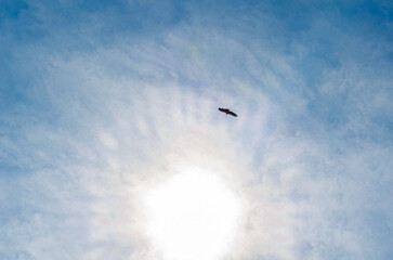 Vulture soaring on blue sky background