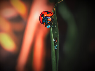 ladybug on a leaf © Muhammad