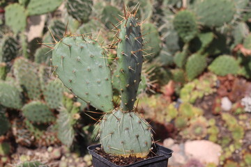 kaktus opuncja Opuntia phaeacantha var. pueblitos HK1858