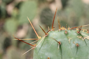 kaktus opuncja Opuntia phaeacantha var. pueblitos HK1858