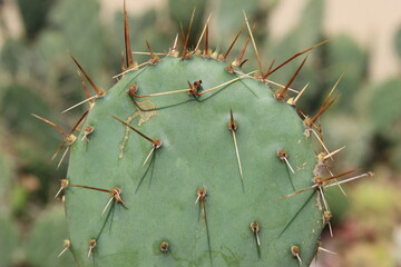 kaktus opuncja Opuntia phaeacantha var. pueblitos HK1858