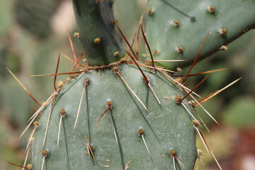 kaktus opuncja Opuntia phaeacantha var. pueblitos HK1858