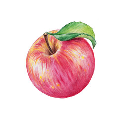  Red fresh apple with green leave, hand painted watercolor illustration , sweet summer fruit , watercolor pencils illustration