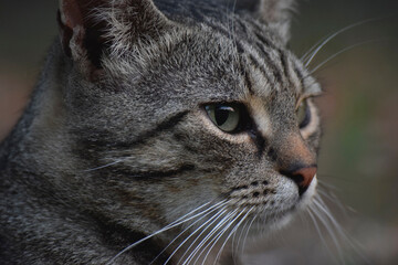 close up of a cat