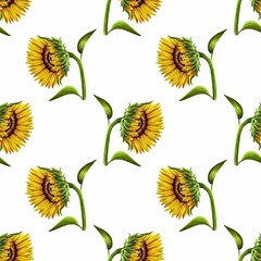 Seamless pattern of sunflowers with leaves on white background, hand drawn marker illustration in watercolor technique. For wallpapers, wrapping paper, fabric, textile, scrapbooking, any packaging