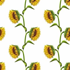 Seamless pattern of sunflowers with leaves on white background, hand drawn marker illustration in watercolor technique. For wallpapers, wrapping paper, fabric, textile, scrapbooking, any packaging