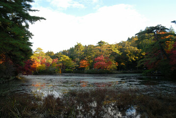 さまざまな色に紅葉する木々