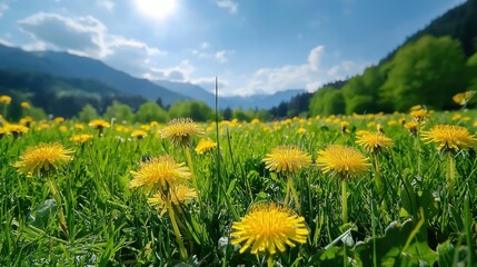 Vibrant meadow with yellow dandelion flowers and healthy green grass in a natural environment