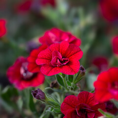 Closeup of flowers of Calibrachoa 'Hybrida Callie Double Red'