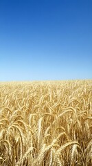 Naklejka premium A scenic view of a vast wheat field swaying in the breeze under a clear blue sky