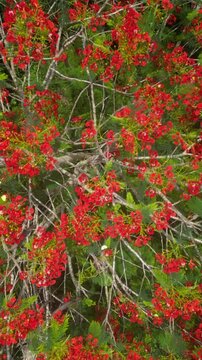 arbol de flores rojas con muchas mariposas amarillas vista desde un dron 