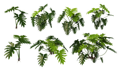 3D Render Philodendron on Transparent Background © jomphon