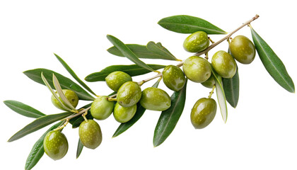 olive, branch, fruit, tree, food, green, leaf, oil, nature, plant