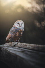 Barn owl (Tyto alba) sitting on a wooden roof. Dark forest in background. Barn owl portrait. Owl sitting on roof. Owl on roof.