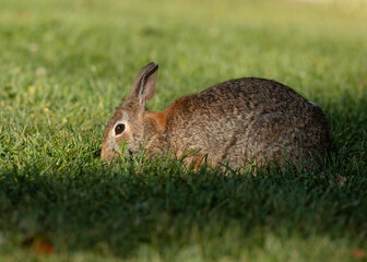Closeup of eastern Cottontail Rabbit munching on grass in late summer in Ontario