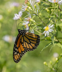 Monarch Butterfly closeup suspended from a plant with aster flower blossoms in September in Ontario