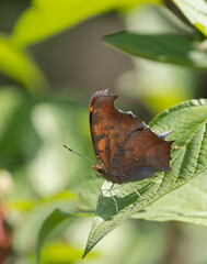 Question Mark Butterfly resting on a green leaf in a woodland habitat