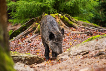 A boar searches for food in the forest