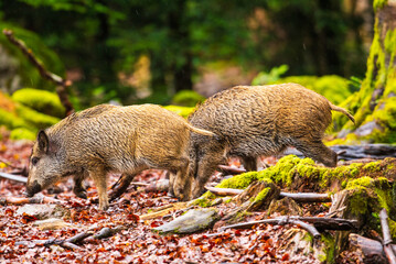 Two young boars search for food in the forest during rain.