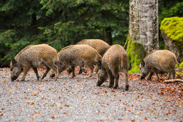 A group of young boars crosses a forest path searching for food