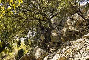 Trees growing on a bottom of an empty river valley in topolia gorge during summer season