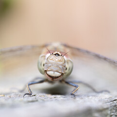Common darter dragon fly in the wild 