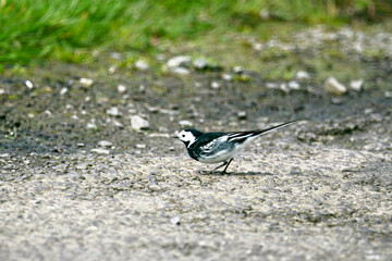 A white wagtail is perched on a rock. The bird has black markings on its feathers and a long, thin bill. The ground is brown and grey, with some green grass in the background.