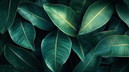 Obraz premium Close-up of tropical green leaves with visible veins.
