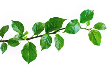 Fototapeta premium A close-up of a branch with lush green leaves on a plain white background, suitable for use in designs and illustrations