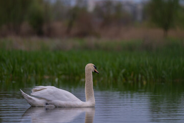 A lonely swan sitting on the lake. Large wild bird known as Cygnus gracefully swimming in cloudy spring weather