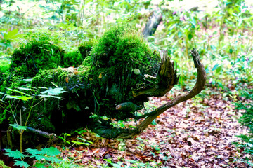 Photo of a mystical fantasy forest creature found while hiking along the Wuerm River