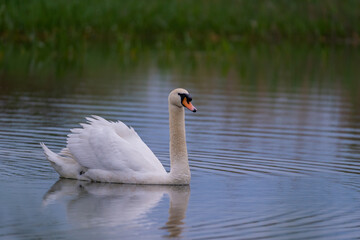 A lonely swan sitting on the lake. Large wild bird known as Cygnus gracefully swimming in cloudy spring weather