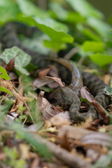 A snake with prey in its mouth. Reptile eating a fish on the river bank