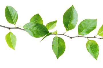 Fototapeta premium A fresh and natural green leaf branch on a pure white background, ideal for use in designs focused on nature, wellness, or minimalism