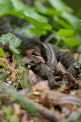 A snake with prey in its mouth. Reptile eating a fish on the river bank