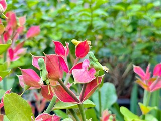 Flower like little bird, Slipper plant, Candelilla, Tall slipper plant, Slipper spurge, Euphorbia...