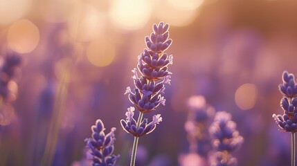 Close-up of a lavender field, with a single lavender flower in sharp focus and a dreamy bokeh background
