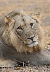 A loin gazing at the camera. 