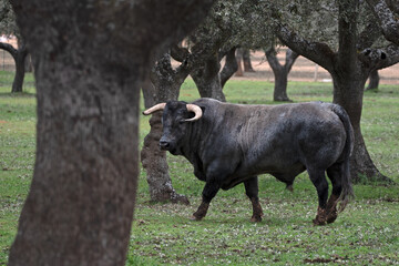 the brave bull walking through the pasture