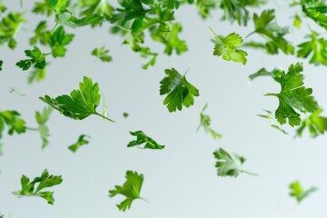 Aerial view of green leaves floating in mid-air, ideal for representing freedom or new beginnings