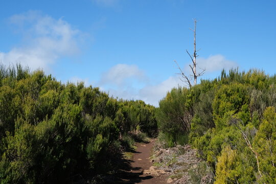 Dead tree among bushes lining the red dirt path of the vereda do fanal hike in Madeira, Portugal on a sunny day with few clouds in the sky.