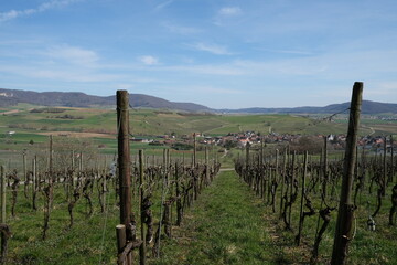 Swiss Vineyard in Spring Before the Start of the Season, on a Hill Slope in the Klettgau Blauburgunder-land Region, along a Hiking Trail of the Same Name, on an Overcast, Shady Day with a Blue Horizon