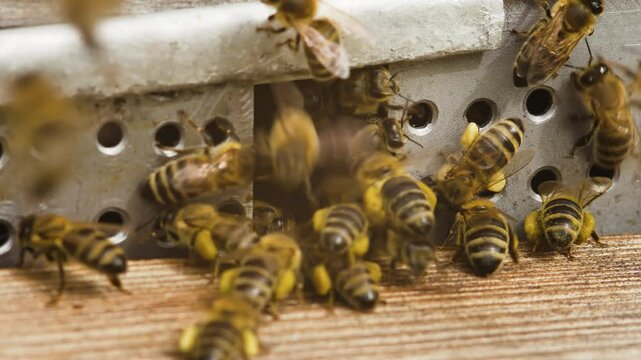 Bee farm. Close up detailing of insect body. Work in hive close up. Wooden frame with bees to control situation in bee colony