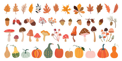 Autumn seasonal elements collection, different type of pumpkins, mushrooms, leaves and acorns, decorative design isolated on white background © lilett