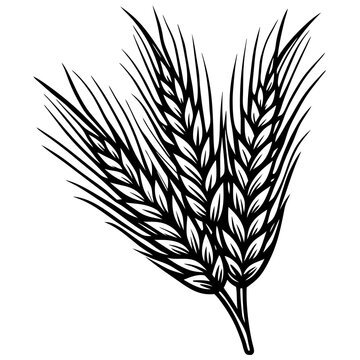 recommend clip art: wheat line art vector illustration 