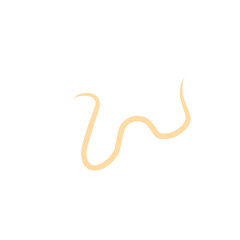 roundworm vector 